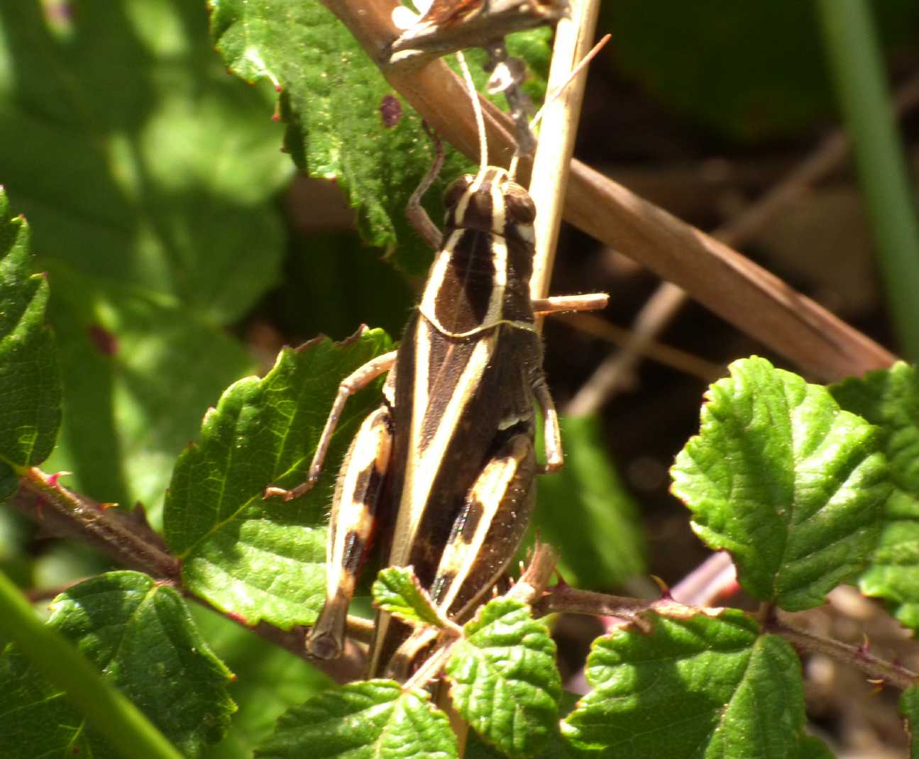 Acridiidae ali rosse: Calliptamus barbarus (marginellus)